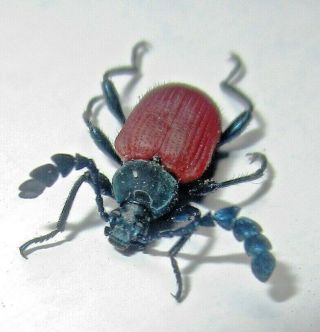 Cerambycidae Lamiinae Specie From Peru