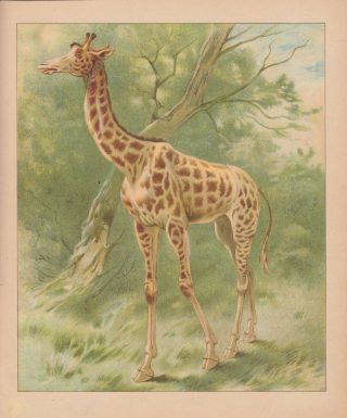 Giraffe Africa African Animals Antique Lithograph Art Print 1892