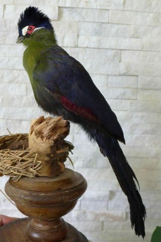 Old Lovely Vintage Premium Rar Turaco Taxidermy Collectors Papers Ab.  1970