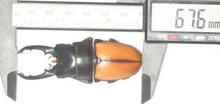 Lucanidae Prosopocoilus Lafertei 67.  6mm Vanuatu