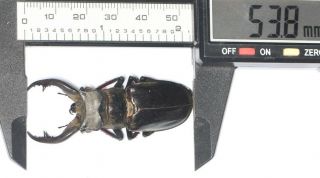 Lucanidae Lucanus Furcifer 53.  8mm Tibet