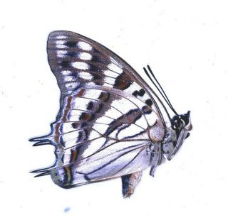 Nymphalidae Charaxes taverniersi evoei from Cameroon 2