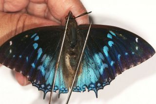 Nymphalidae Charaxes Smaragdalis Toro Seldom Offer From Kibale Forest,  Uganda
