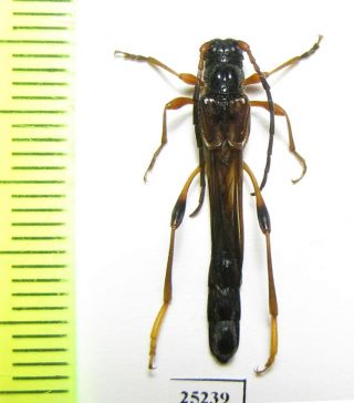 Cerambycidae,  Necydalis Major,  Male,  Russia,  Tver Reg.