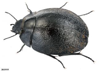 Coleoptera Tenebrionidae Gen.  Sp.  South Africa 17mm