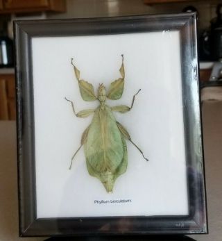 Phyllium Bioculatum Mounted In A Frame With Glass Front Taxidermy Insects