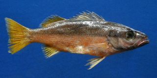 5219 Two - spot banded snapper - Lutjanus biguttatus,  163 mm Fish taxidermy 2