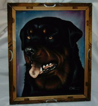 Vintage Rottweiler Dog Black Velvet Painting Picture Signed Oritz Measure 19 " X23
