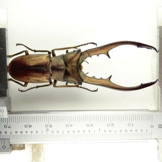 Lucanidae Cyclommatus Metallifer Aenomicans 71/72mm Halmahera