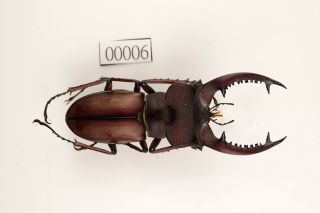 Lucanidae Lucanus Swinhoei 47mm Taiwan