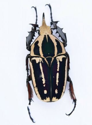 Mecynorrhina Ugandensis,  Male A2 64 Mm
