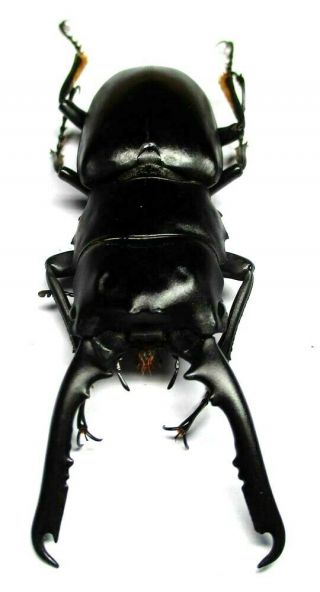 R - 05 Lucanidae: Prosopocoilus Gertrudesae Male 59.  5mm Teledont