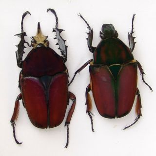 Mecynorrhina Ugandensis,  Male A2 60mm,  Female A 54 Mm