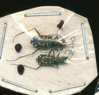 Two Cylindera Grammophora Cicindelidae From India