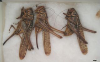 Orthoptera Tettigonioidae Gen.  Sp.  Tajikistan