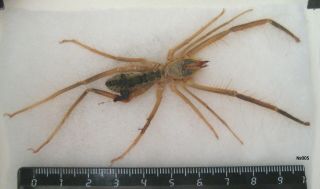 Arachnida Solifugae Gen.  Sp.  Tajikistan