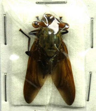 Beetles,  (1948),  Diptera,  Achias Sp.  (eyestalk Size: 11mm)