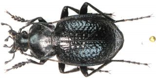 22.  Carabidae - Carabus (eurycarabus) Famini Ssp.  Nebulo.  Male