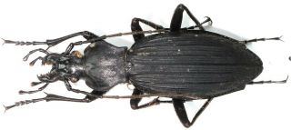 9.  Carabidae - Carabus (apotomopterus) Tonkinensis Ssp.  Yenbaiensis - Paratype.  Female