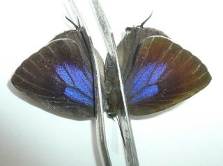 Arhopala Quercoides Female From Bantimurung,  Sulawesi