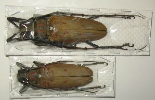 Batocera Numitor Ferruginea Pair With Male 72mm Female 62mm (cerambycidae)