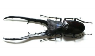 Lucanidae,  Cyclommatus Metallifer Finae Black Form.