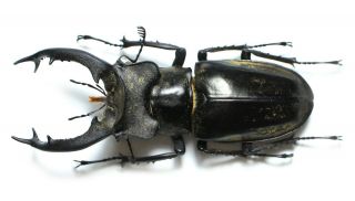 Lucanidae,  Lucanus Sericeus Teshii