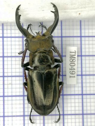 Lucanidae Tm80491 Lucanus Cheni 56mm W Tibet
