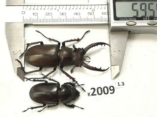 K2009 Unmounted Beetle Lucanus Dongi Rare Vietnam Central
