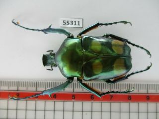 55311 Cetoniidae: Jumnos Ruckeri.  Vietnam N