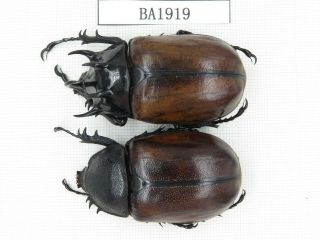Beetle.  Eupatorus Sp.  China,  Se Yunnan,  Mt.  Daweishan.  1p.  Ba1919.