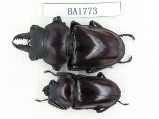 Beetle.  Neolucanus Sp.  China,  Guizhou,  Mt.  Miaoling.  1p.  Ba1773.