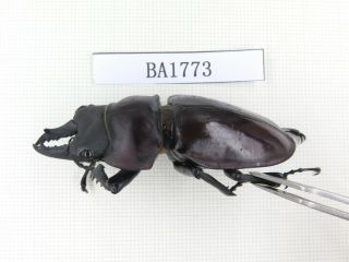 Beetle.  Neolucanus sp.  China,  Guizhou,  Mt.  Miaoling.  1P.  BA1773. 2