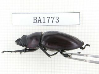 Beetle.  Neolucanus sp.  China,  Guizhou,  Mt.  Miaoling.  1P.  BA1773. 3