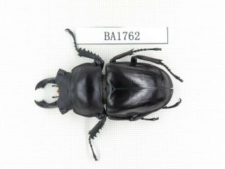 Beetle.  Neolucanus Sp.  China,  Guizhou,  Mt.  Miaoling.  1m.  Ba1762.