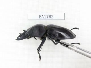 Beetle.  Neolucanus sp.  China,  Guizhou,  Mt.  Miaoling.  1M.  BA1762. 2