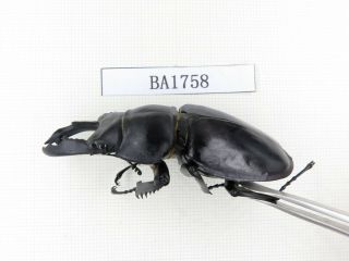 Beetle.  Neolucanus sp.  China,  Guizhou,  Mt.  Miaoling.  1P.  BA1758. 2