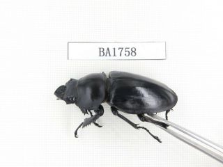 Beetle.  Neolucanus sp.  China,  Guizhou,  Mt.  Miaoling.  1P.  BA1758. 3