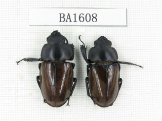 Beetle.  Neolucanus Sp.  China,  Yunnan,  Gongshan.  2f.  Ba1608.