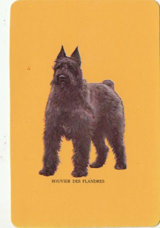 1 Swap Playing Card Woolworths Blank Back Bouvier Des Flandres Dog - Mustard