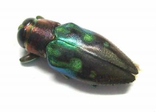 B010 Mi : Buprestidae: Chrysobothris Species? 10mm