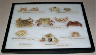 Framed Display Case Of Crabs From Neah Bay,  Washington,  16 " X 12 1/4 "