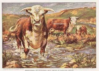 1925 Art Print Cattle Bovine Cow Hereford Beef English Origin