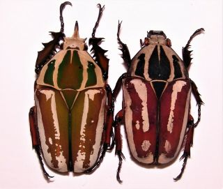 Mecynorrhina Ugandensis,  Pair A,  58,  56mm,  Unique White Drawing