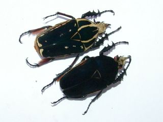Mecynorrhina Ugandensis,  2 Males A,  56,  54 Mm