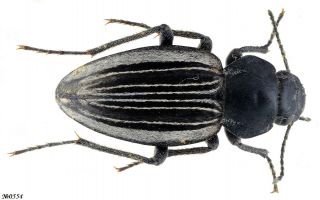 Coleoptera Tenebrionidae Gen.  Sp.  South African Republic 11mm