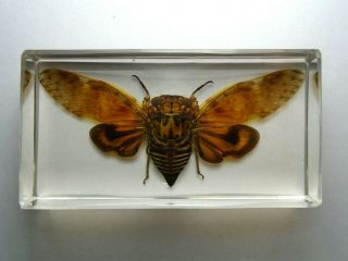 Platypleura Arcuata Cicada.  Real Cicadidae Insect Embedded In Resin.