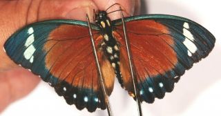 Nymphalidae Euphaedra Rattrayi ? Pair (male All Brown Form) From Uganda