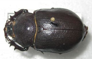 Dynastidae Megasoma Punctulatus Male A1 29mm (usa)