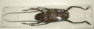 Batocera Gerstaeckeri Male 68mm (cerambycidae)